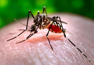 Solar Powered Mosquito Killer