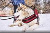Dog Harness, Vest for Training Big Dogs